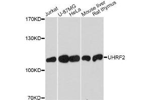 Western blot analysis of extracts of various cell lines, using UHRF2 antibody. (UHRF2 Antikörper  (AA 76-359))