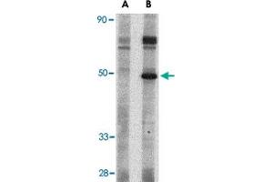 Western blot analysis of Crlf2 in mouse heart tissue lysate with Crlf2 polyclonal antibody  at 1 ug/mL in (A) the presence and (B) the absence of blocking peptide. (CRLF2 Antikörper  (Internal Region))