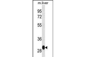 LSM12 Antibody (C-term) (ABIN657035 and ABIN2846208) western blot analysis in mouse liver tissue lysates (35 μg/lane). (LSM12B Antikörper  (C-Term))