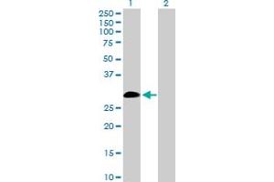 Western Blot analysis of IL9 expression in transfected 293T cell line by IL9 MaxPab polyclonal antibody. (IL-9 Antikörper  (AA 1-144))