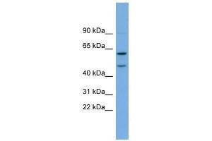 OMG antibody used at 1 ug/ml to detect target protein. (OMG Antikörper  (Middle Region))