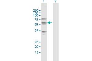 Western Blot analysis of CREB3L1 expression in transfected 293T cell line by CREB3L1 MaxPab polyclonal antibody. (CREB3L1 Antikörper  (AA 1-519))