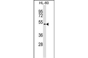 Western blot analysis in HL-60 cell line lysates (35ug/lane). (GSG1 Antikörper  (C-Term))