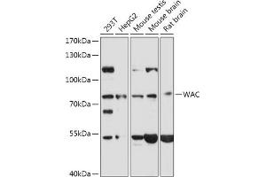Western blot analysis of extracts of various cell lines, using WAC antibody (ABIN7271393) at 1:1000 dilution. (WAC Antikörper  (AA 1-320))