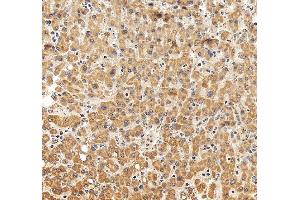 IHC analysis of TOM20/TOMM20 using anti-TOM20/TOMM20 antibody (ABIN7600883). (TOMM20 Antikörper  (AA 25-145))