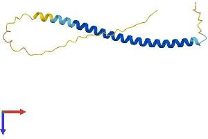 SCOC Protein (AA 1-125) (His tag)