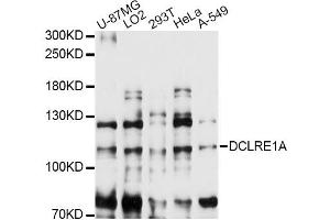 Western blot analysis of extracts of various cell lines, using DCLRE1A antibody (ABIN6292016) at 1:3000 dilution.