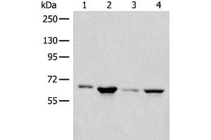 Western blot analysis of 293T PC-3 Hela cell lysates using CDC7 Polyclonal Antibody at dilution of 1:450 (CDC7 Antikörper)