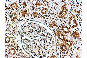 ABIN185430 (4µg/ml) staining of paraffin embedded Human Kidney.