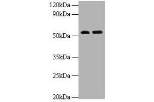 Western blot All lanes: MMP12 antibody at 2 μg/mL Lane 1: Hela whole cell lysate Lane 2: NIH/3T3 whole cell lysate Secondary Goat polyclonal to rabbit IgG at 1/10000 dilution Predicted band size: 55 kDa Observed band size: 55 kDa (MMP12 Antikörper  (AA 109-470))
