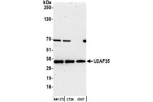 Western Blotting (WB) image for anti-U2 Small Nuclear RNA Auxiliary Factor 1 (U2AF1) (AA 140-190) antibody (ABIN7453889)