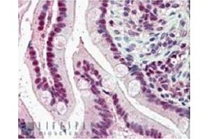 Image no. 1 for anti-Karyopherin (Importin) alpha 4 (KPNA4) (C-Term) antibody (ABIN374394) (KPNA4 Antikörper  (C-Term))