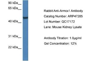 Western Blotting (WB) image for anti-Armadillo Repeat Containing, X-Linked 1 (ARMCX1) (C-Term) antibody (ABIN2782901) (ARMCX1 Antikörper  (C-Term))