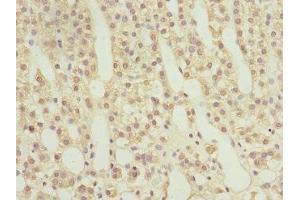 Immunohistochemistry of paraffin-embedded human adrenal gland tissue using ABIN7167389 at dilution of 1:100 (RAB9A Antikörper  (AA 122-201))