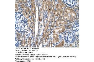 Human kidney (FAM55D Antikörper  (C-Term))