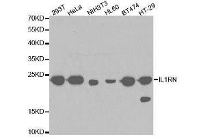 Western blot analysis of extracts of various cell lines, using IL1RN antibody. (IL1RN Antikörper  (AA 1-159))