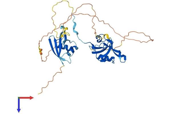PARD6B Protein (AA 1-371) (His tag)