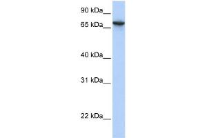 WB Suggested Anti-BAT5 Antibody Titration:  0. (BAT5 Antikörper  (N-Term))