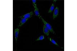 Immunofluorescence analysis of NIH/3T3 cells using HSPA4 monoclonal antibody, clone 5A6  (green) . (HSPA4 Antikörper)