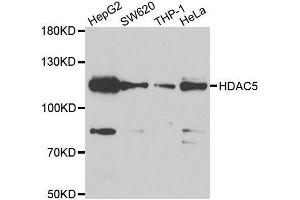 Western blot analysis of extracts of various cell lines, using HDAC5 antibody. (HDAC5 Antikörper  (AA 350-450))