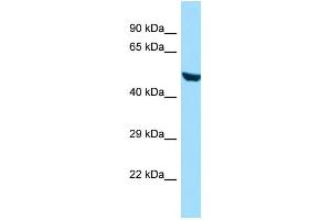WB Suggested Anti-RINL Antibody Titration: 1. (RINL Antikörper  (N-Term))