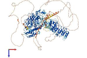 KDM2B Protein (AA 1-1309) (His tag)