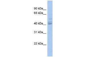WB Suggested Anti-PROCA1 Antibody Titration: 0. (PROCA1 Antikörper  (Middle Region))
