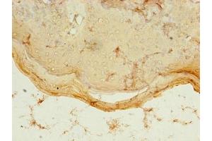 Immunohistochemistry of paraffin-embedded human skin tissue using ABIN7160813 at dilution of 1:100 (PDZD3 Antikörper  (AA 42-291))