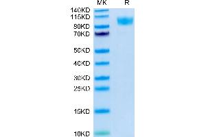 Biotinylated Human CD45/PTPRC on Tris-Bis PAGE under reduced condition. (CD45 Protein (AA 26-416) (His-Avi Tag,Biotin))
