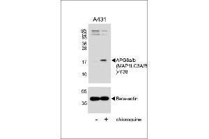 Western blot analysis of lysates from A431 cell line, untreated or treated with chloroquine , 100 ng/mL, using G8a/b (M1LC3A/B) Antibody (Y38) 1803A (upper) or Beta-actin (lower). (MAP1LC3A Antikörper  (AA 23-52))