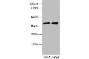 Western blot All lanes: TCF19 antibody at 0. (TCF19 Antikörper  (AA 1-290))