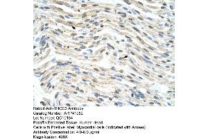 Rabbit Anti-THOC3 Antibody  Paraffin Embedded Tissue: Human Heart Cellular Data: Myocardial cells Antibody Concentration: 4. (THO Complex 3 Antikörper  (Middle Region))