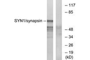 Western blot analysis of extracts from 293 cells, treated with PMA 200nM 30', using Synapsin (Ab-9) Antibody.