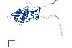 TRPT1 Protein (AA 1-249) (His tag)
