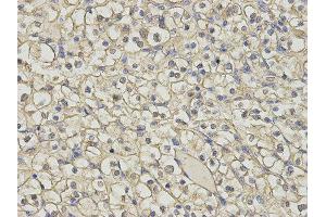 Immunohistochemistry (IHC) image for anti-Histamine N-Methyltransferase (HNMT) antibody (ABIN1873063) (HNMT Antikörper)