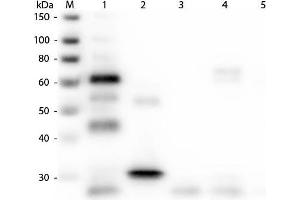 Western Blot of Anti-Chicken IgG (H&L) (GOAT) Antibody (Min X Bv Gt GP Ham Hs Hu Ms Rb Rt & Sh Serum Proteins). (Ziege anti-Huhn IgG Antikörper (Cy2) - Preadsorbed)