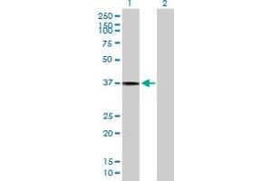 Western Blot analysis of SLC17A3 expression in transfected 293T cell line by SLC17A3 MaxPab polyclonal antibody. (SLC17A3 Antikörper  (AA 1-420))
