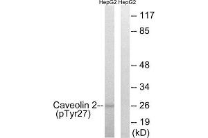 Western Blotting (WB) image for anti-Caveolin 2 (CAV2) (pTyr27) antibody (ABIN1847716) (Caveolin 2 Antikörper  (pTyr27))