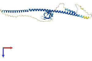 BRMS1L Protein (AA 1-323) (His tag)