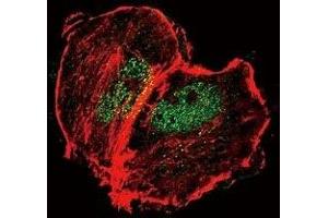 Immunofluorescence (IF) image for anti-Tuberous Sclerosis 2 (TSC2) (pSer664) antibody (ABIN3029769)