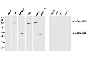 Western Blot analysis of various cells using Phospho-PI 3 kinase p85 alpha /gamma (Tyr467/199) Polyclonal Antibody at dilution of 1:1000 (PI3K p85 alpha/gamma Antikörper  (pTyr199, pTyr467))