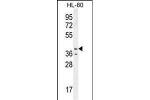 CASP12 Antibody (Center) (ABIN655966 and ABIN2845350) western blot analysis in HL-60 cell line lysates (35 μg/lane). (Caspase 12 Antikörper  (AA 165-193))