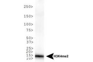 Western Blotting (WB) image for anti-Histone 3 (H3) (H3K4me2) antibody (ABIN5706771)