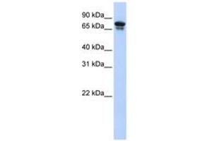 Image no. 1 for anti-Kinesin Family Member 22 (KIF22) (AA 72-121) antibody (ABIN6742416) (KIF22 Antikörper  (AA 72-121))