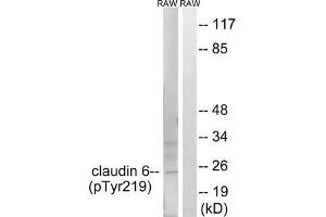 Western blot analysis of extracts from RAW264. (Claudin 6 Antikörper  (pTyr219))