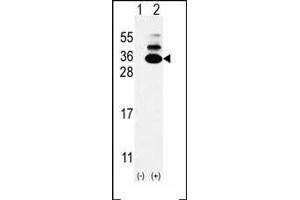 Western blot analysis of C19orf50 (arrow) using rabbit polyclonal C19orf50 Antibody (Center) (ABIN653085 and ABIN2842681). (C19orf50 Antikörper  (AA 59-85))