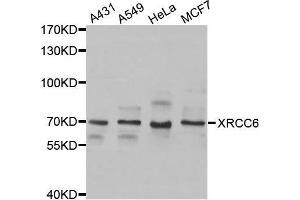 Western blot analysis of extracts of various cell lines, using XRCC6 antibody. (XRCC6 Antikörper  (AA 500-600))