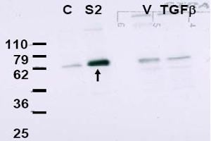 Image no. 1 for anti-SMAD, Mothers Against DPP Homolog 2 (SMAD2) (Internal Region) antibody (ABIN401418) (SMAD2 Antikörper  (Internal Region))