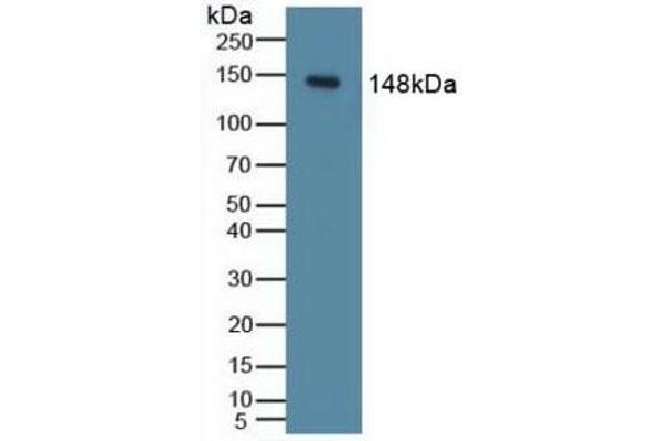 PIK3CD Antikörper  (AA 774-1044)