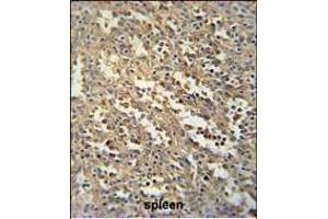 C19orf39 Antibody (Center) (ABIN651737 and ABIN2840382) immunohistochemistry analysis in formalin fixed and paraffin embedded human spleen tissue followed by peroxidase conjugation of the secondary antibody and DAB staining. (SWSAP1 Antikörper  (AA 84-110))